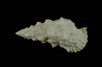 藏品(棘蟹守螺)的圖片